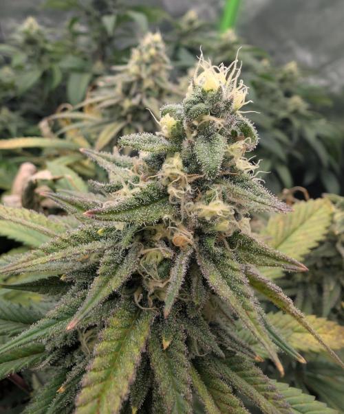 Tiramisu #2. Week 14