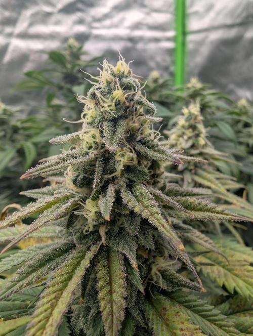 Tiramisu #2. Week 14