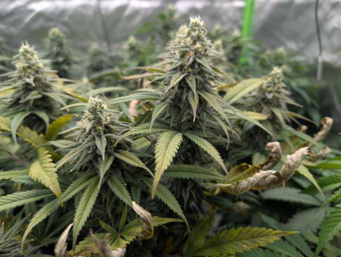 Tiramisu #2. Week 14