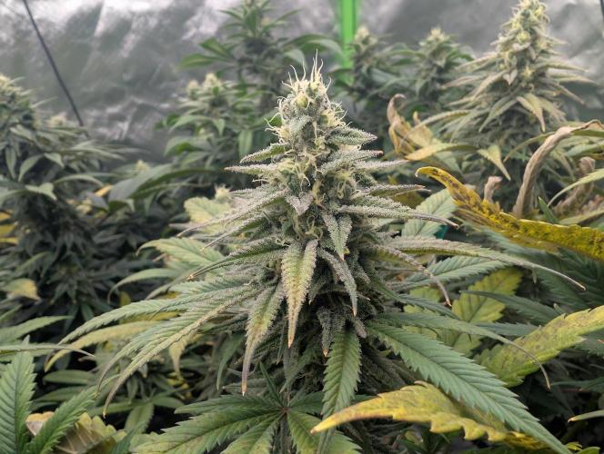 Tiramisu #2. Week 14