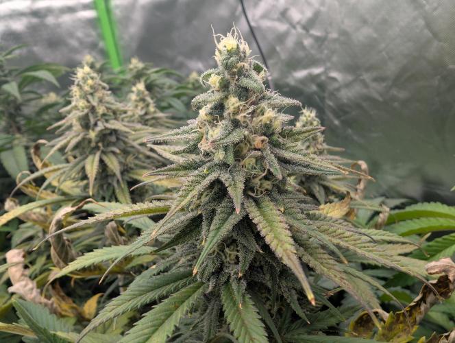 Tiramisu #2. Week 14