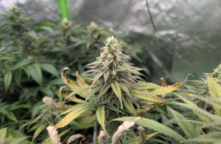 Tiramisu #2. Week 14