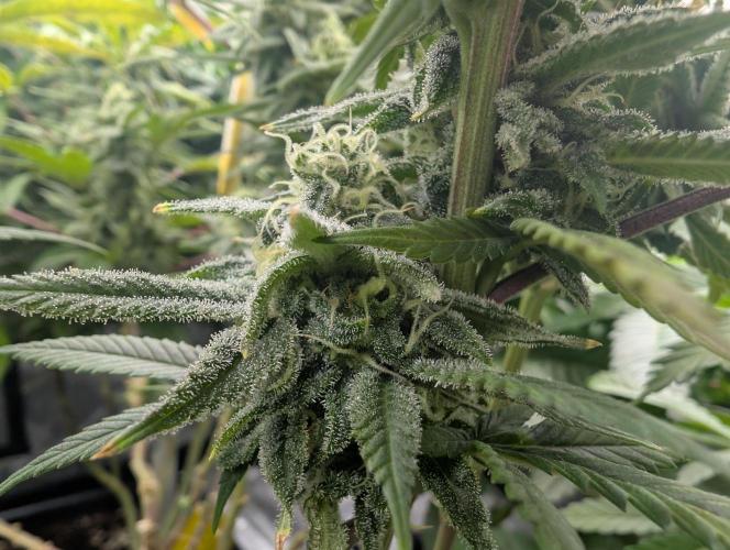 Tiramisu #2. Week 14