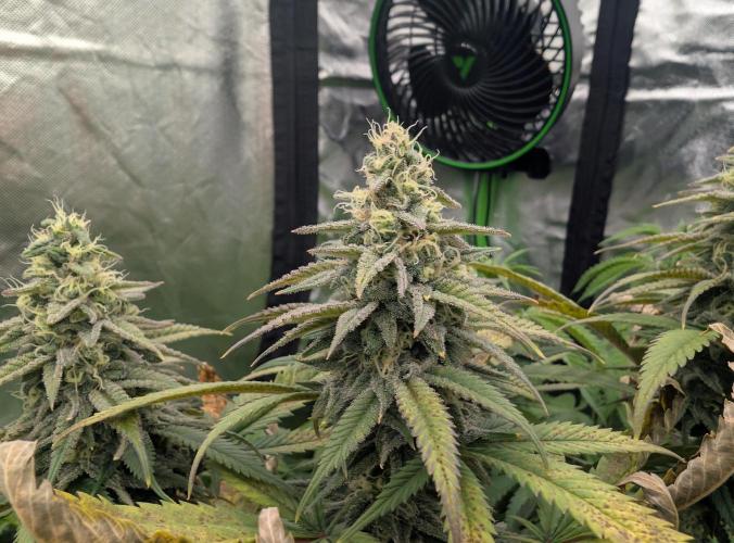 Tiramisu #2. Week 14