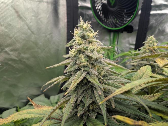 Tiramisu #2. Week 14