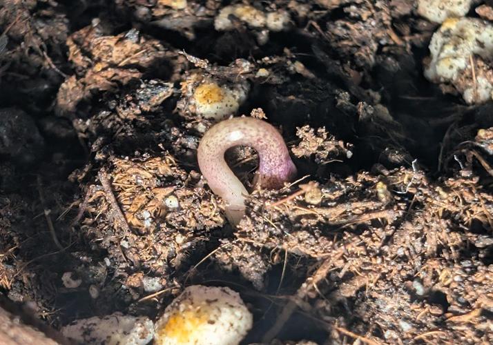 2026 to the Eternity. Week 0