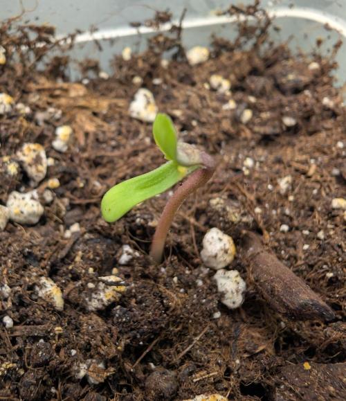 2026 to the Eternity. Week 0