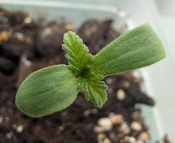 2026 to the Eternity. Week 0