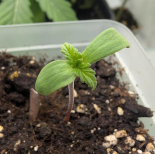 2026 to the Eternity. Week 0