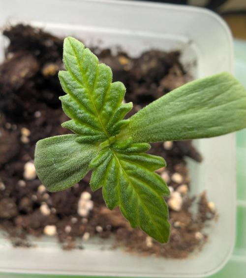 2026 to the Eternity. Week 0