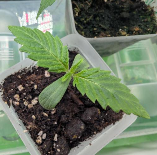 2026 to the Eternity. Week 0