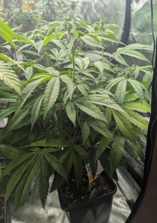 Papayaya. Week 3 - #1