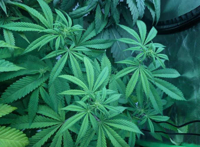 Papayaya. Week 3 - #1