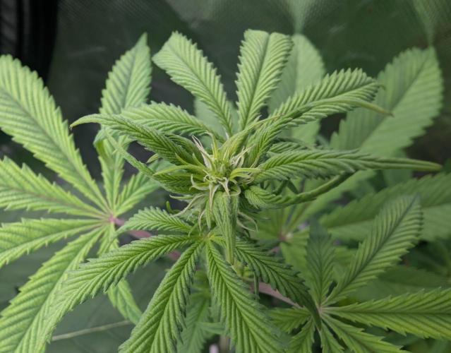 Papayaya. Week 3 - #1