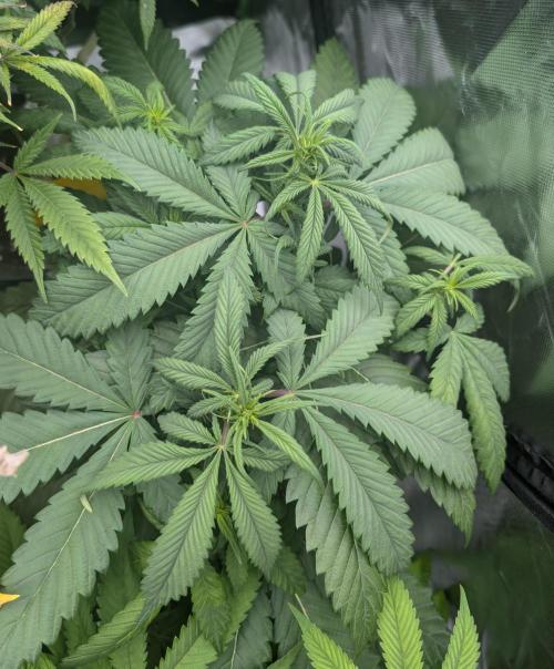 Papayaya. Week 3 - #2