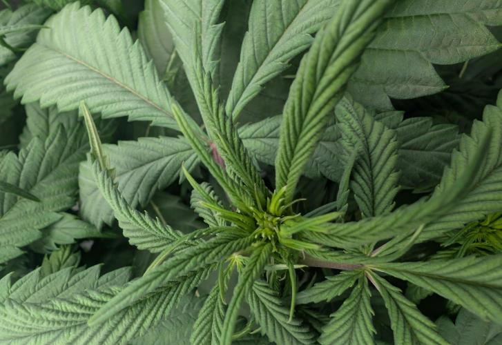 Papayaya. Week 3 - #2