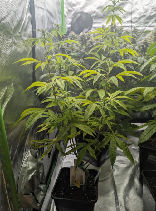 More Banana. Week 3 - #1