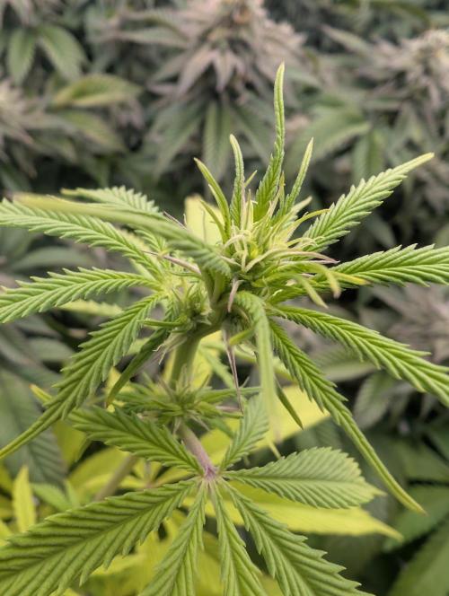 More Banana. Week 3 - #1