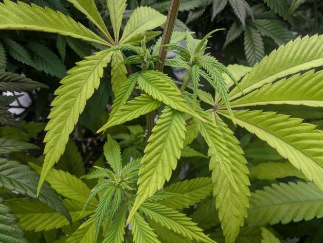 More Banana. Week 3 - #1