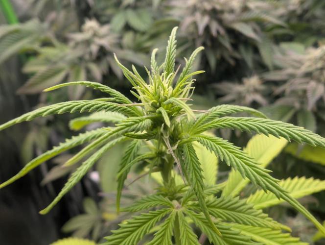 More Banana. Week 3 - #1