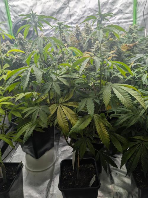 More Banana. Week 3 - #2