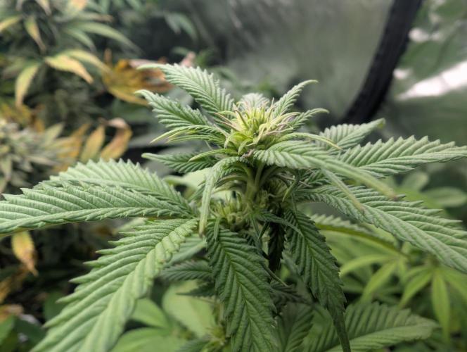 More Banana. Week 3 - #2