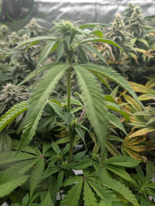 More Banana. Week 3 - #2