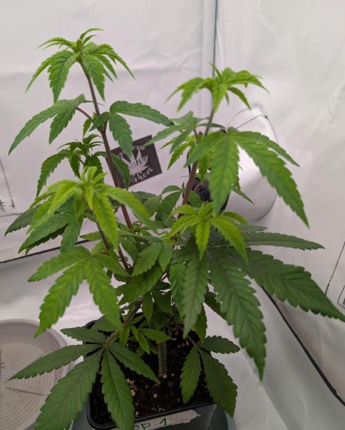 Chase the pie. Week 9 - #1