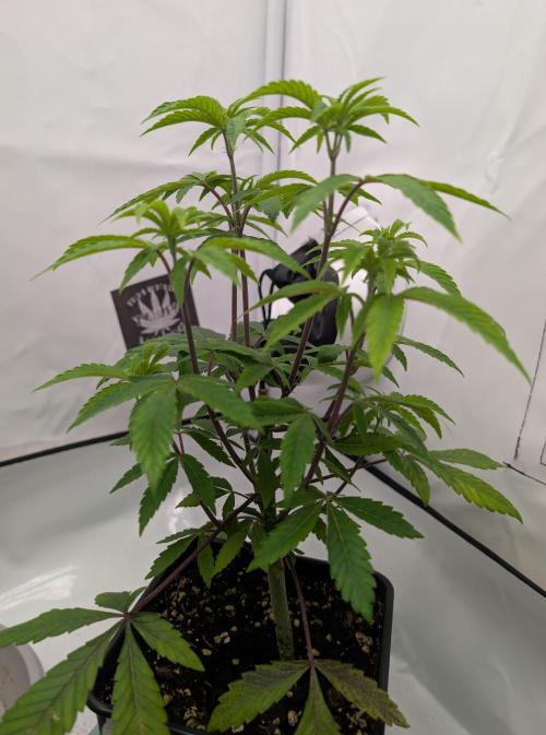 Chase the pie. Week 9 - #2