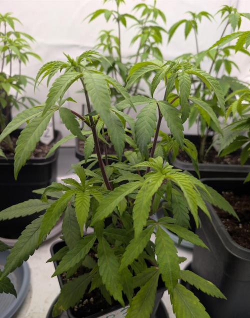 Chase the pie. Week 9 - #3