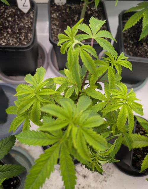 Chase the pie. Week 9 - #4