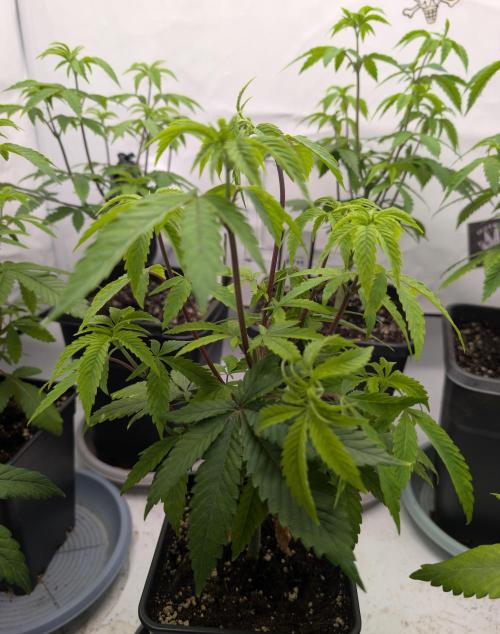 Chase the pie. Week 9 - #4