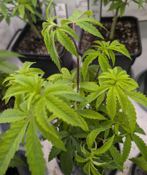 Chase the pie. Week 9 - #4