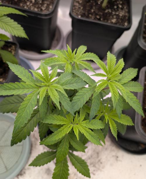 Chase the pie. Week 9 - #6