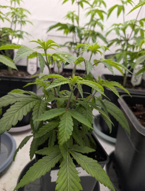 Chase the pie. Week 9 - #6