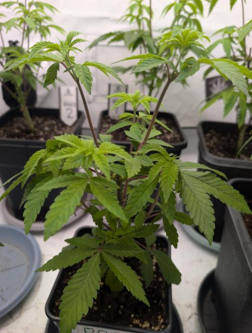 Chase the pie. Week 9 - #7