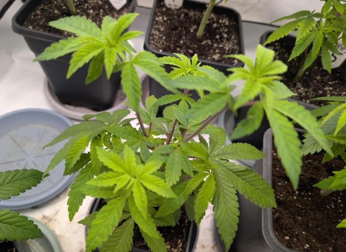 Chase the pie. Week 9 - #7