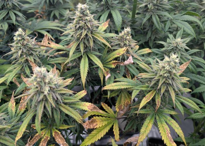 Tiramisu #2. Week 15