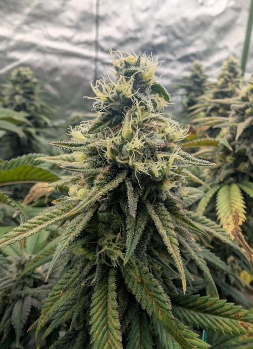 Tiramisu #2. Week 15