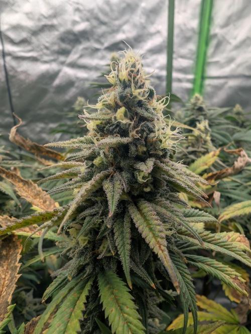 Tiramisu #2. Week 15