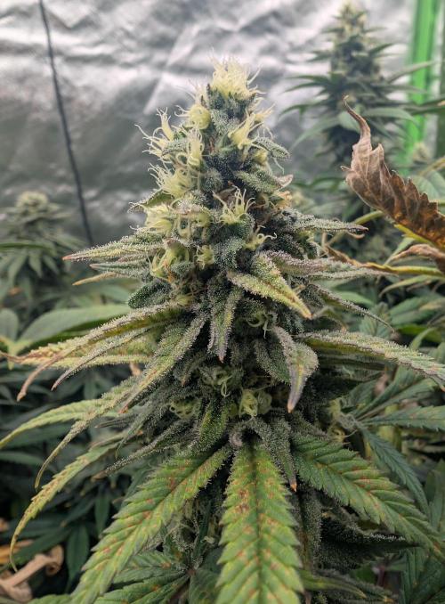 Tiramisu #2. Week 15