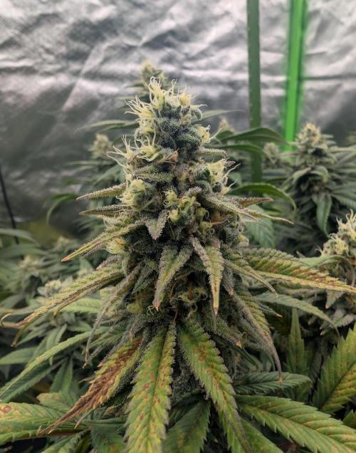 Tiramisu #2. Week 15