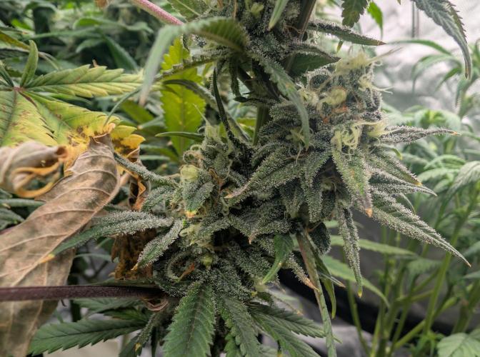 Tiramisu #2. Week 15