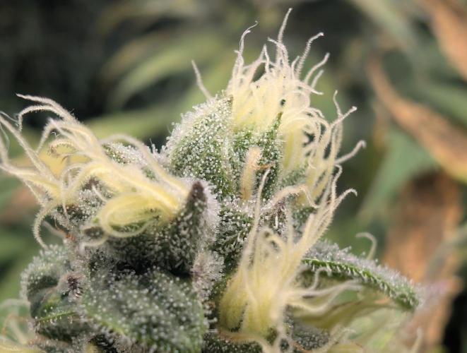 Tiramisu #2. Week 15