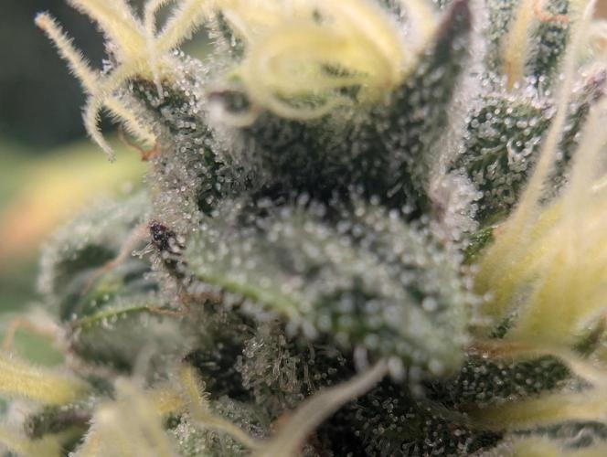 Tiramisu #2. Week 15