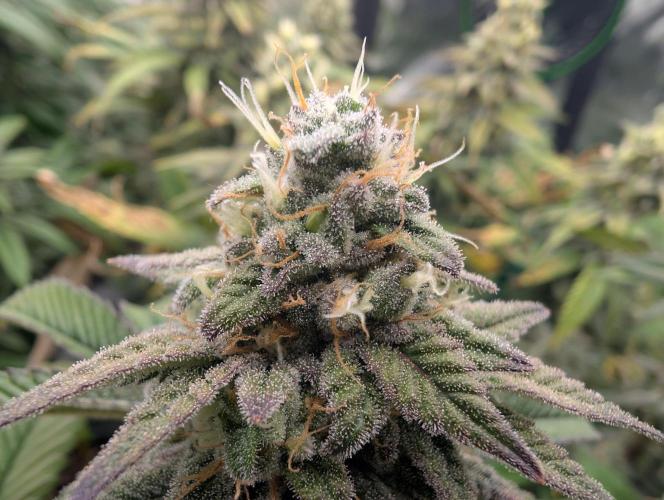 Mimosa. Week 7 - seed :(