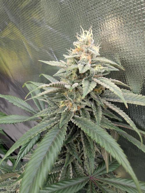 here we go again. Week 8