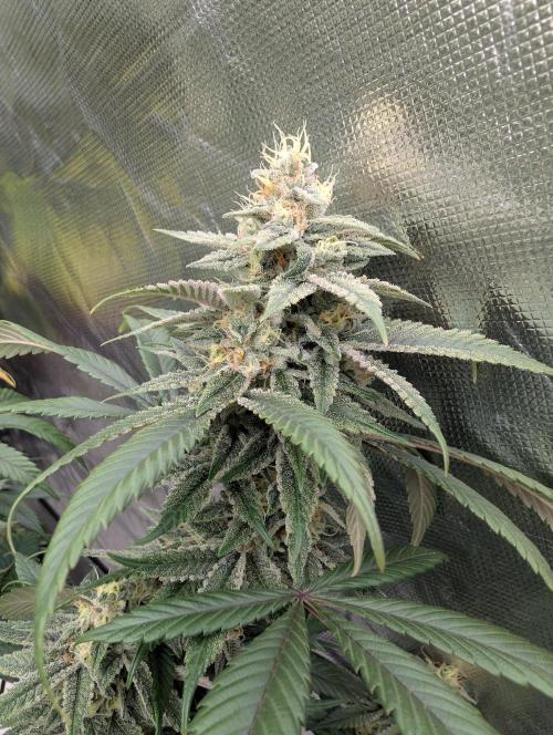 here we go again. Week 8