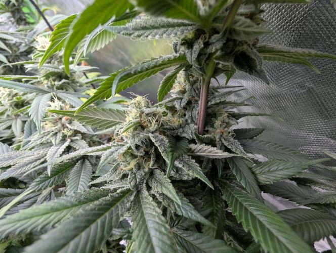 here we go again. Week 8