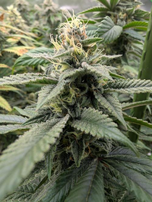 here we go again. Week 8